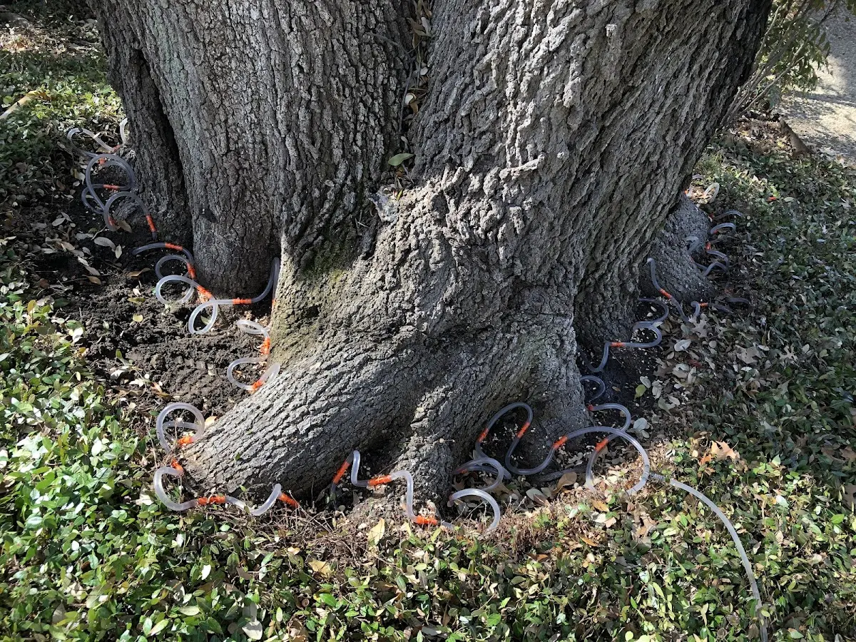 Detailed Tree Cabling and Bracing job site in Haslett