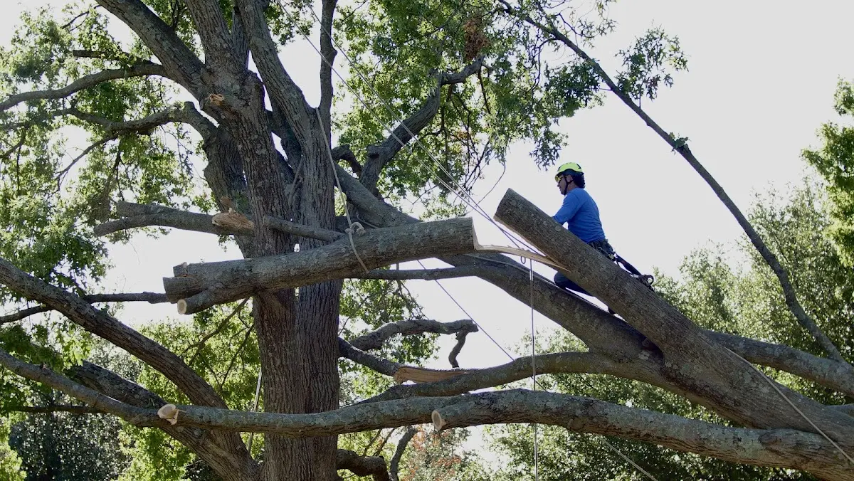Professional Crown Thinning performed by certified arborists in Haslett
