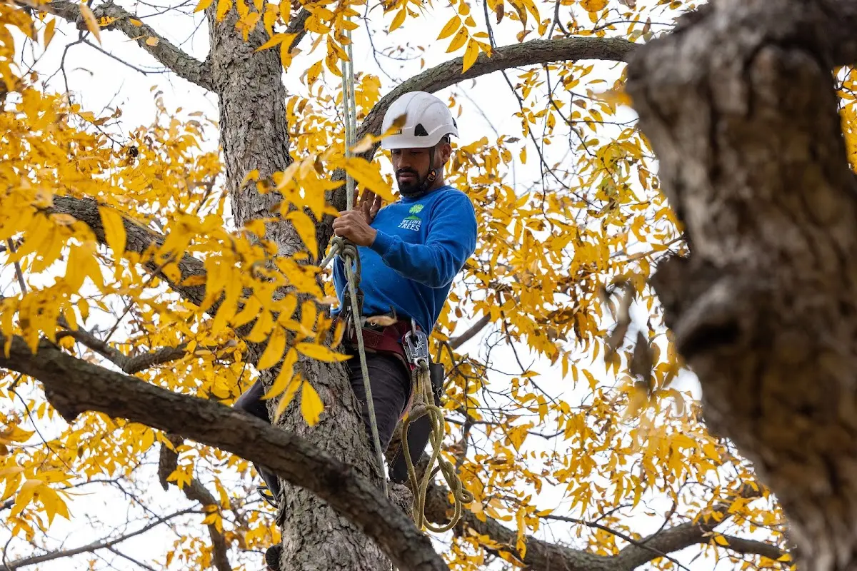 Skilled Tree Transplanting crew working in Haslett